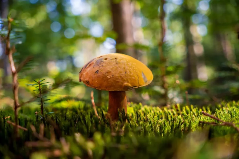 Objawy zatrucia grzybami – jak je rozpoznać i co zrobić?